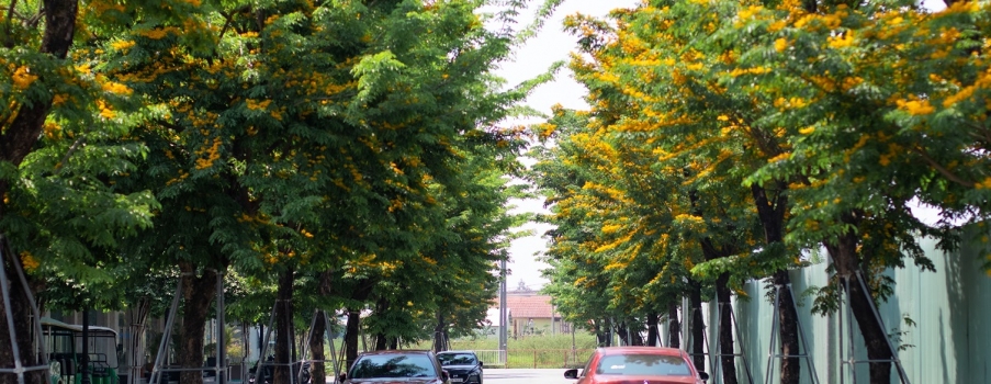 Giáng hương chạm ngõ Ecogarden